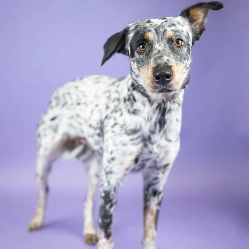 An adult large-sized female White / Cream Mixed Breed dog named Isla for adoption in Portland, OR