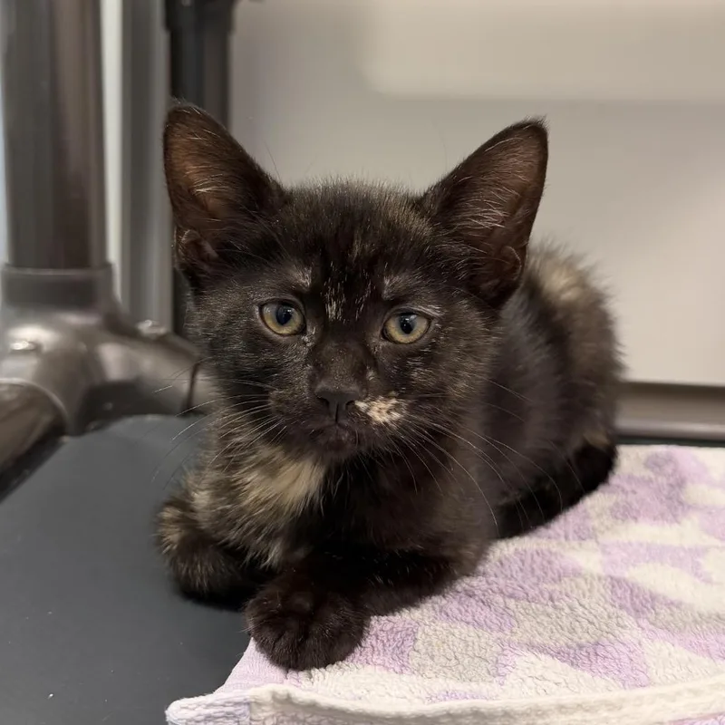 A baby small-sized female Black Domestic Short Hair cat named Madeline for adoption in New York, NY