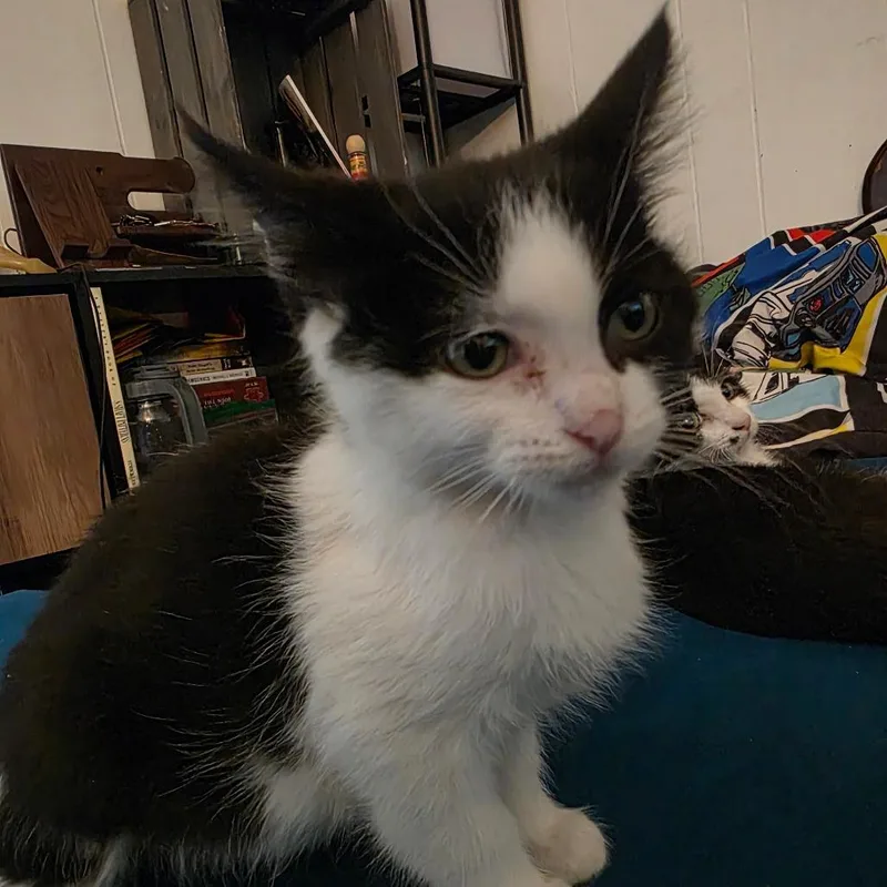 A baby small-sized female Black Domestic Short Hair cat named Fruit Loop for adoption in Grantsville, UT