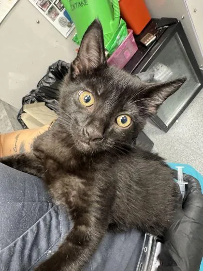 A baby small-sized male Domestic Short Hair cat named Oatmeal Cream Pie for adoption in Sevierville, TN