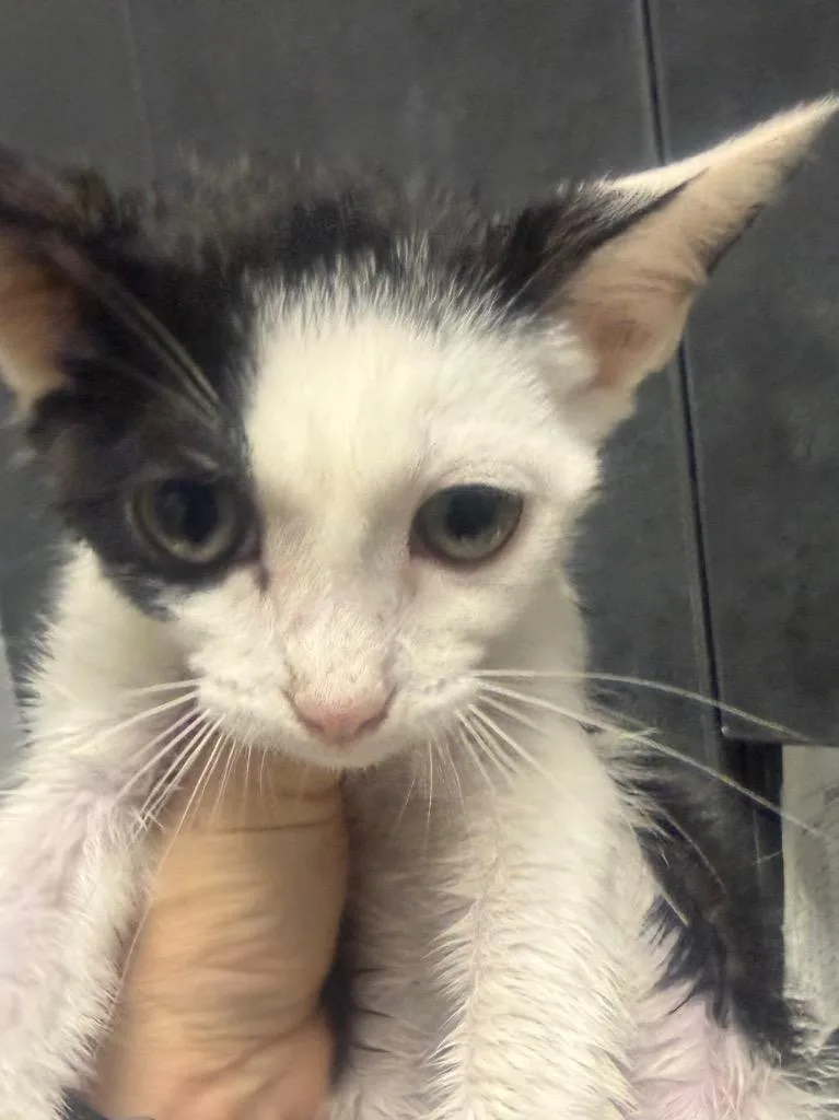A baby small-sized male Domestic Short Hair cat named Yin for adoption in Henderson, NC