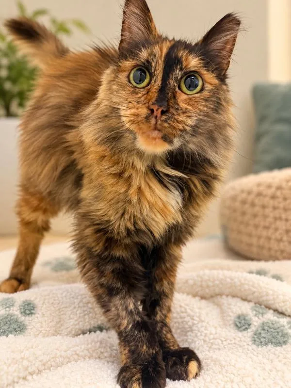 A senior small-sized female Domestic Long Hair cat named Gummy for adoption in Napa, CA