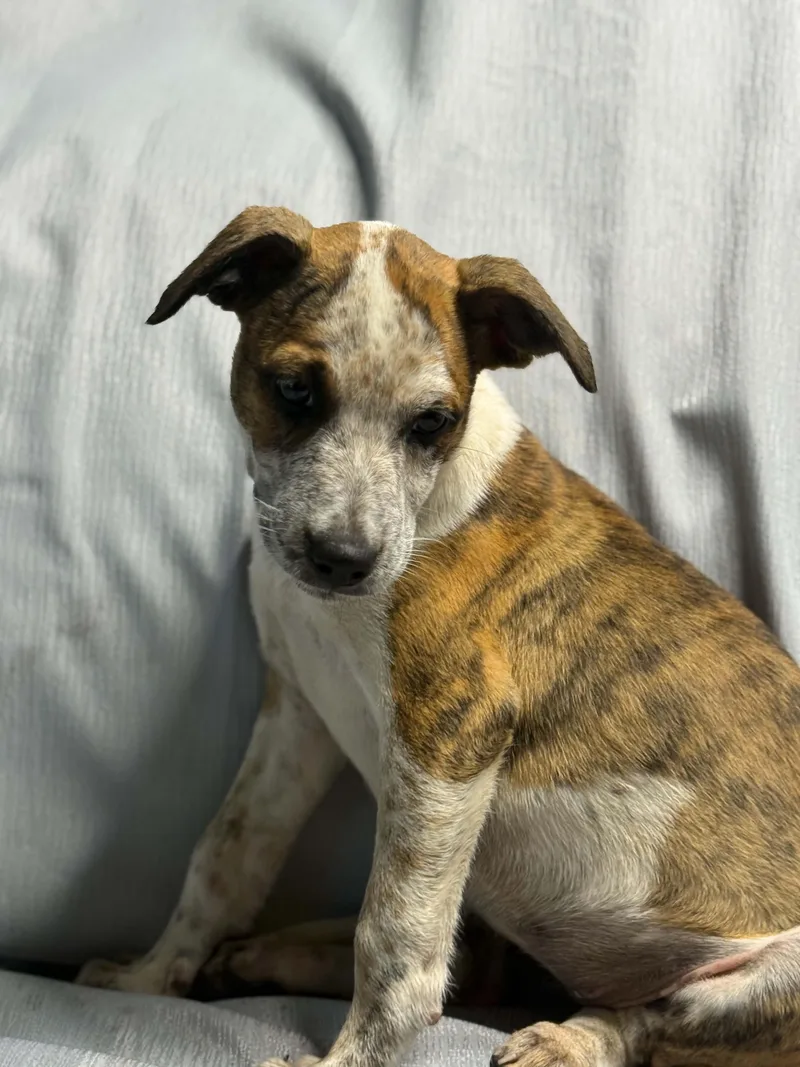 A young medium-sized female Boxer dog named Milkbone for adoption in Hudson, FL