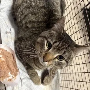 An adult large-sized male Black Domestic Short Hair cat named Panther for adoption in Rapid City, SD