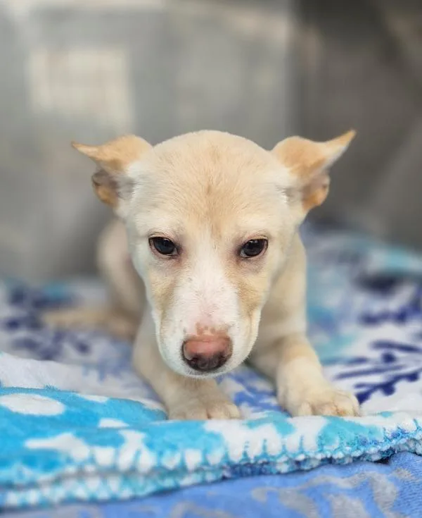 A baby small-sized female Labrador Retriever dog named Pen  Amber for adoption in Lawrenceville, GA