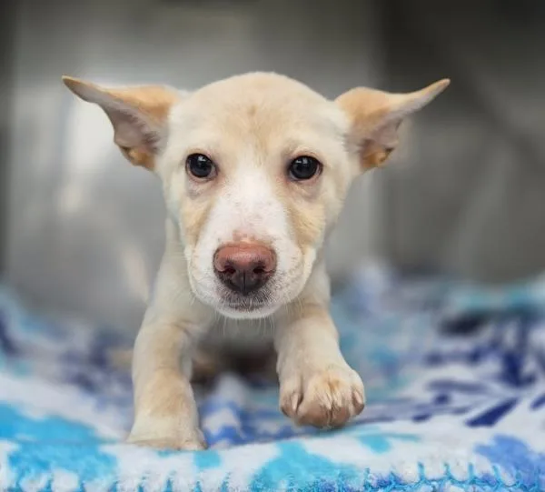 Pen  Amber thumbnail 2