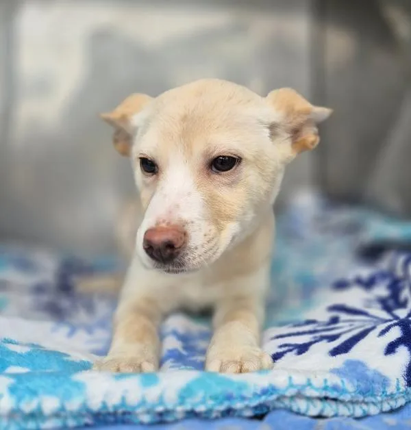 Pen  Amber thumbnail 3