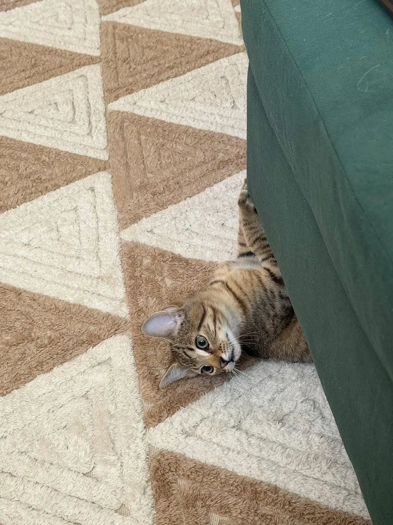 A baby medium-sized male Tabby (Buff / Tan / Fawn) Domestic Short Hair cat named Toast for adoption in Manhattan, KS