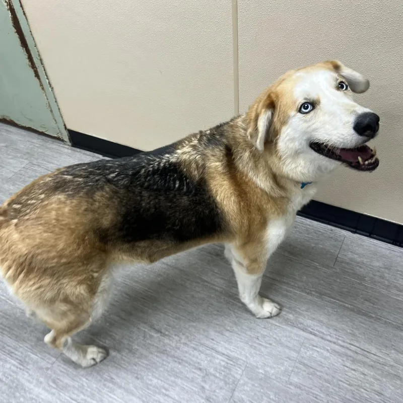An adult small-sized male Mixed Breed dog named Loki for adoption in State College, PA