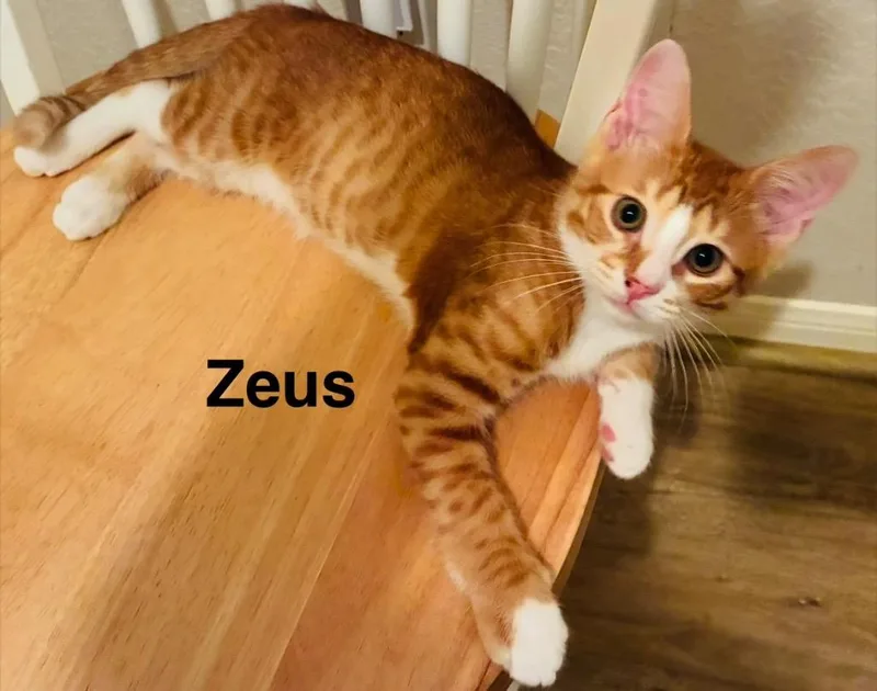 A baby medium-sized male Domestic Short Hair cat named Zeus for adoption in Spring, TX