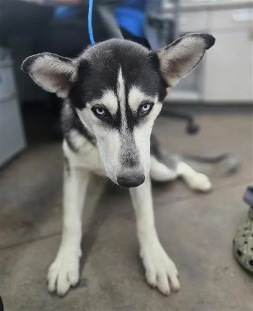 A young large-sized male Mixed Breed dog named Samson for adoption in Dallas, TX