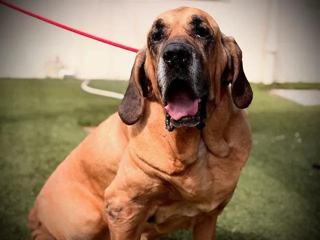 A senior extra large-sized male Fila Brasileiro dog named Apollo for adoption in Orlando, FL