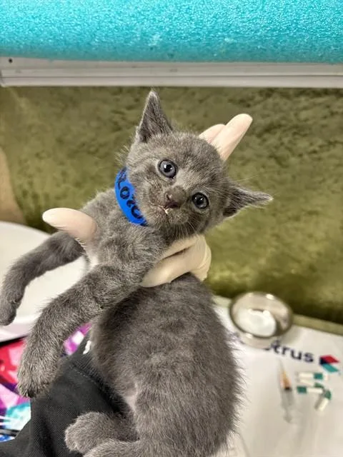 A baby small-sized male Domestic Short Hair cat named Grebe for adoption in Riverside, CA