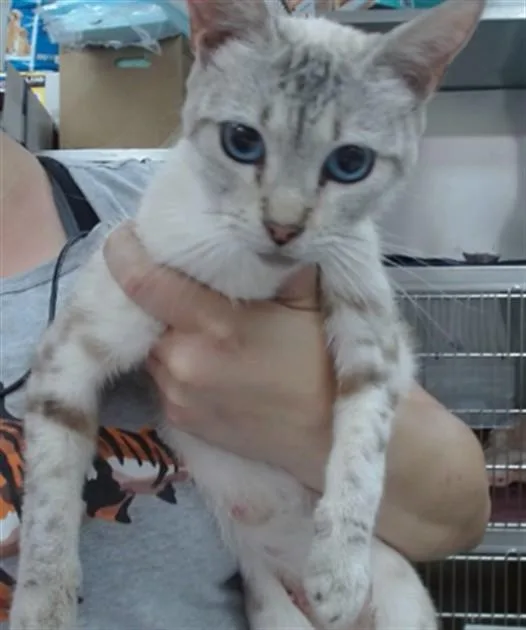 A young medium-sized female Domestic Short Hair cat named Diamond for adoption in Salinas, CA