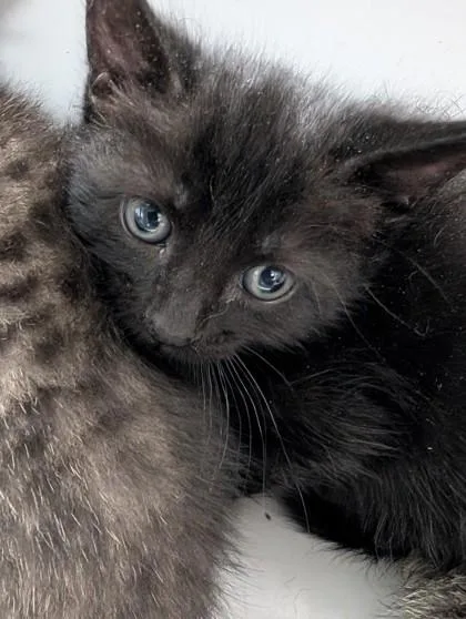 A baby small-sized female Domestic Short Hair cat named Cher for adoption in West Chester, PA