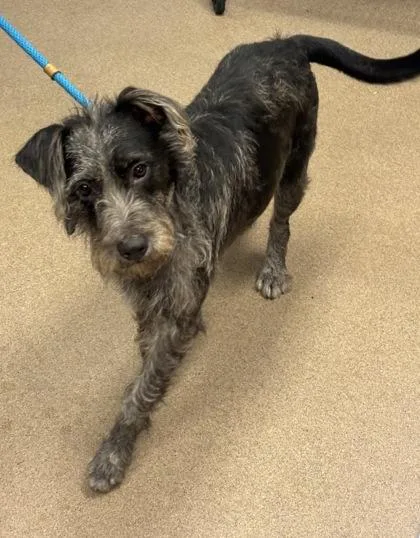 An adult medium-sized female Mixed Breed dog named Azuki for adoption in Chamblee, GA