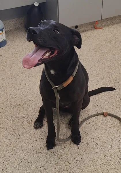 An adult large-sized female Mixed Breed dog named Daisy for adoption in Lafayette, IN