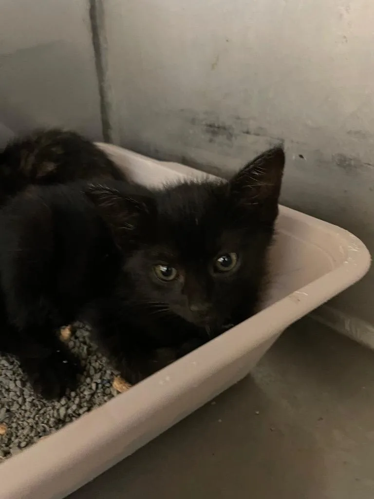 A baby small-sized male Domestic Short Hair cat named David for adoption in Bossier City, LA