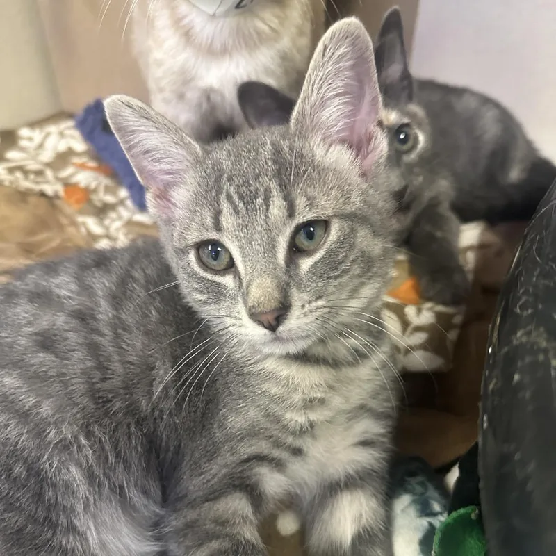 A baby small-sized male Gray / Blue / Silver Domestic Short Hair cat named Bud for adoption in Westhampton, NY