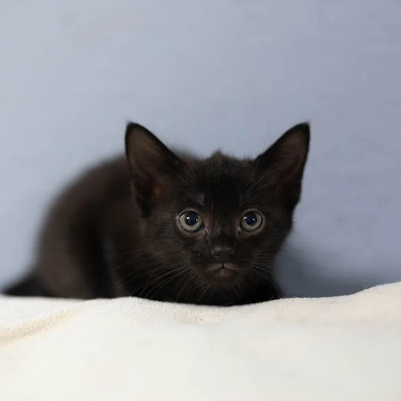 A baby medium-sized male Black Domestic Short Hair cat named Tiny for adoption in Talbott, TN