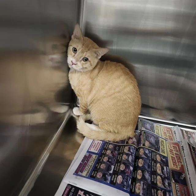 A young medium-sized male Domestic Short Hair cat named 8 for adoption in San Antonio, TX