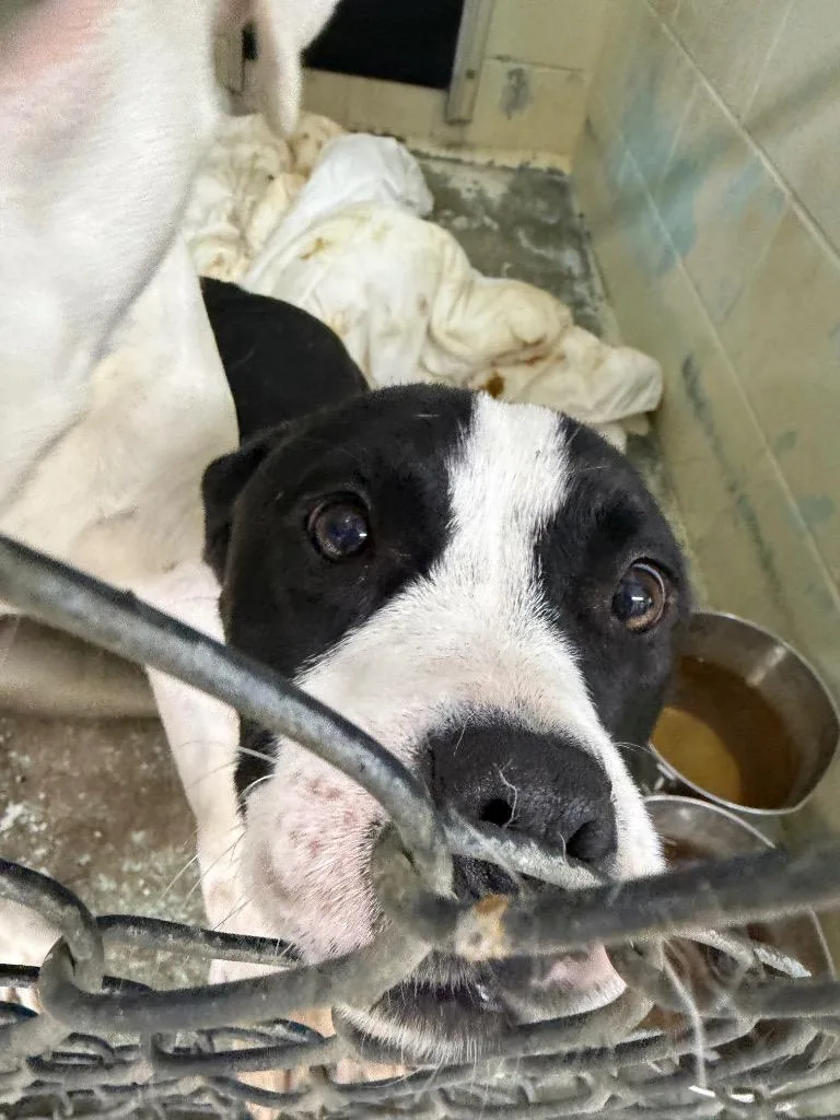 A young medium-sized female Mixed Breed dog named Kya for adoption in Springfield, OH