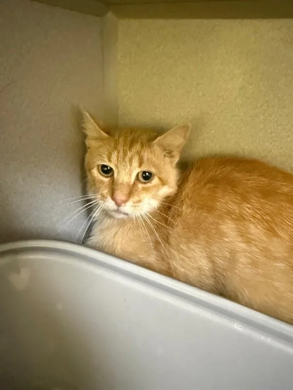 An adult medium-sized male Tabby (Orange / Red) Domestic Short Hair cat named Cheeto Bean for adoption in Osseo, MI