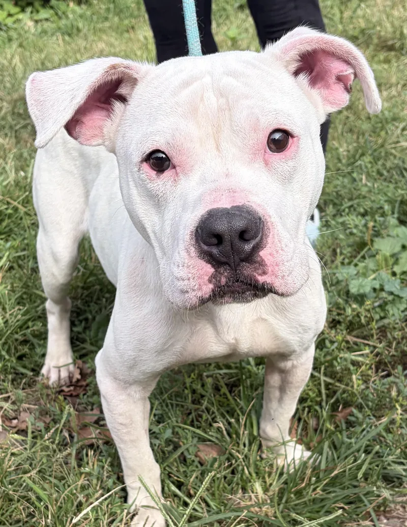 A young large-sized male White / Cream American Bully dog named Stitch for adoption in McKeesport, PA