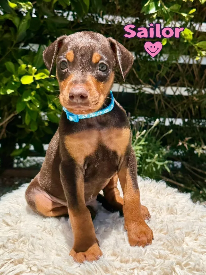 A baby large-sized male Red / Chestnut / Orange Doberman Pinscher dog named Sailor for adoption in Los Angeles, CA