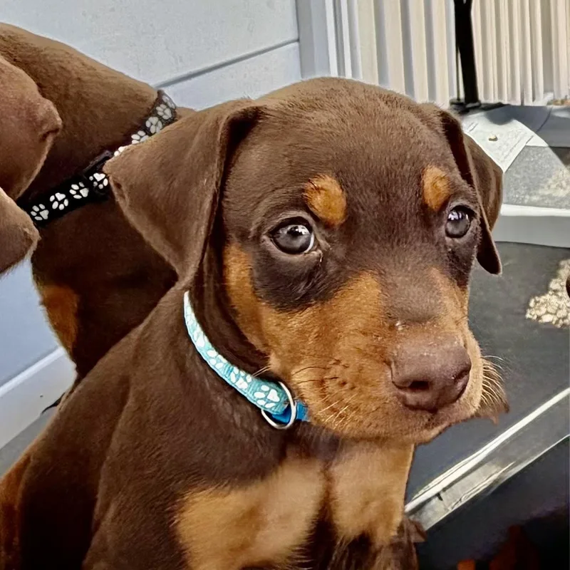 Sailor thumbnail 3