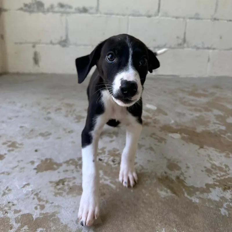 A baby medium-sized male Black Great Dane dog named Wilder for adoption in LOXAHATCHEE, FL