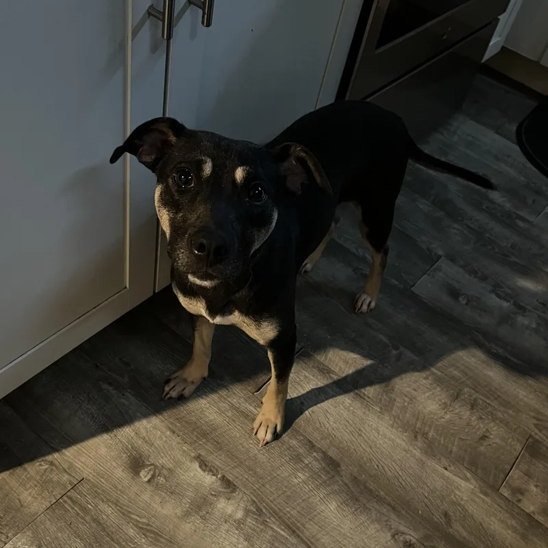 Gretchen thumbnail 2