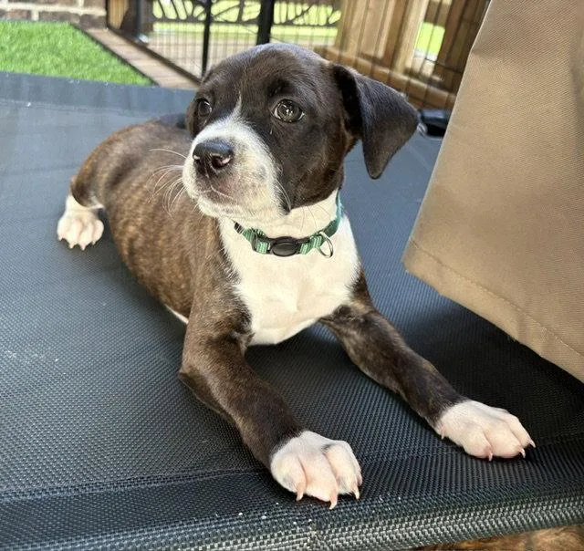 A baby medium-sized female Pit Bull Terrier dog named Magical for adoption in Newport, KY