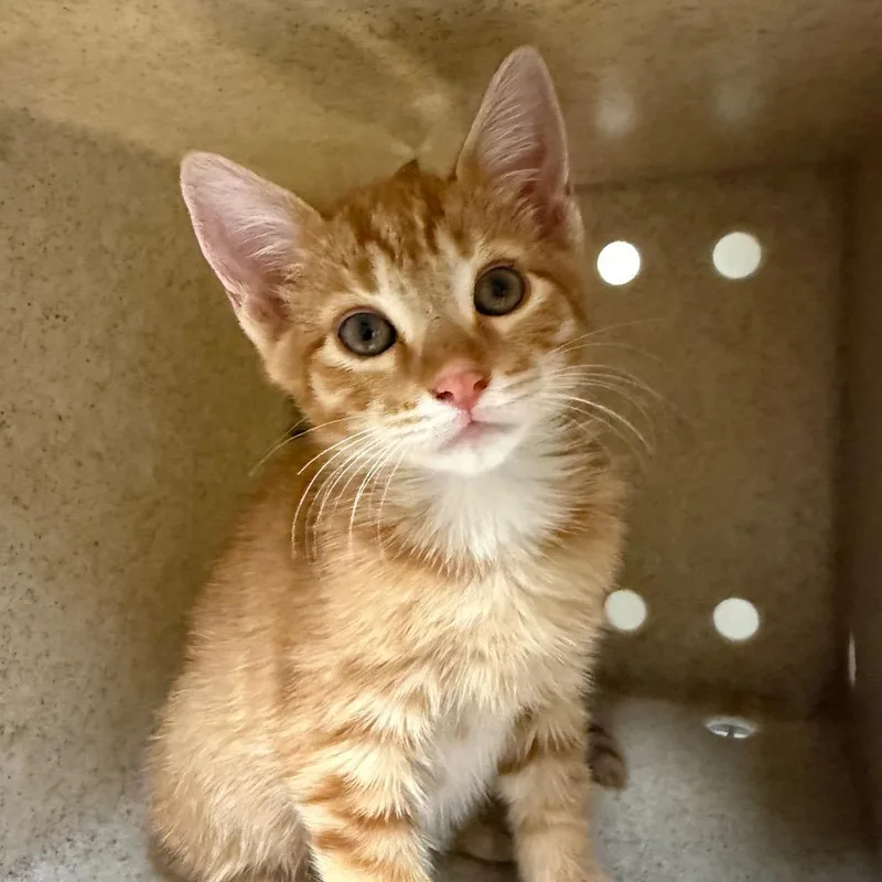 A baby small-sized male Orange / Red Domestic Short Hair cat named Fjord for adoption in Reno, NV