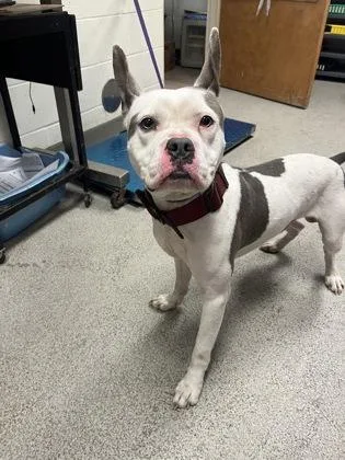 An adult medium-sized male Terrier dog named Hulk for adoption in Gainesville, FL