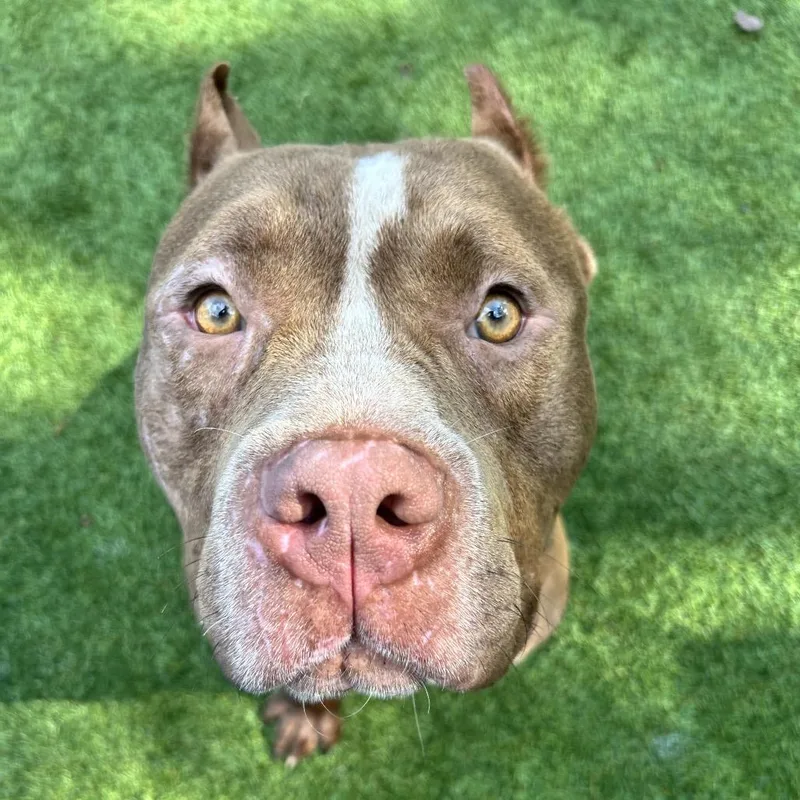 An adult large-sized male Brown / Chocolate Pit Bull Terrier dog named Spatula for adoption in Troy, VA