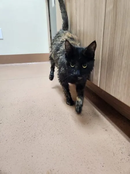 A young medium-sized female Domestic Short Hair cat named Mocca for adoption in Kennewick, WA