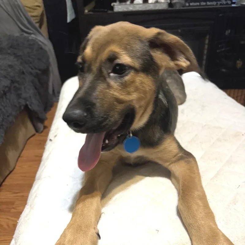 A baby small-sized male Brown / Chocolate Mixed Breed dog named Zaphram for adoption in Fredericksburg, VA