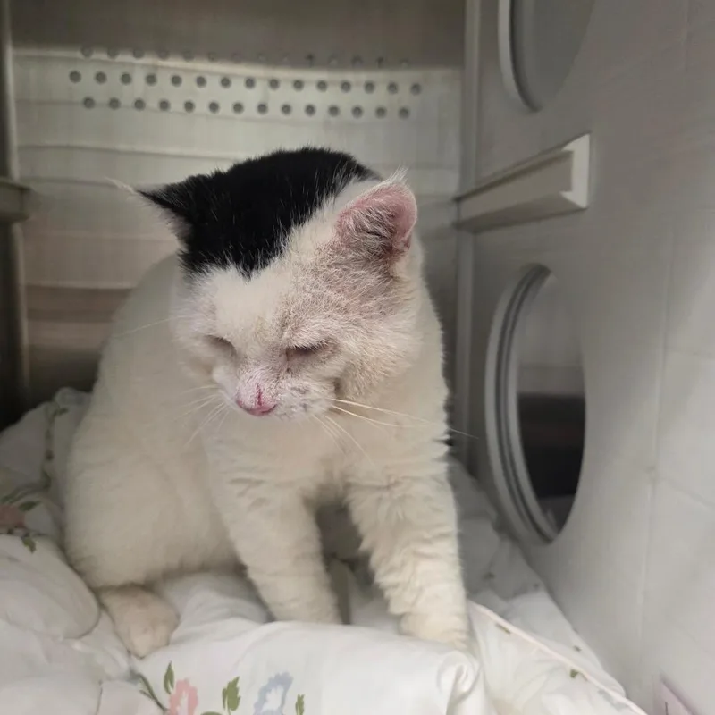 A senior small-sized male White Domestic Short Hair cat named Topper for adoption in Chattanooga, TN