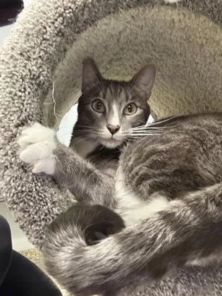 A young medium-sized male Domestic Short Hair cat named JasperAlice Bonded Pair for adoption in East Brookfield, MA