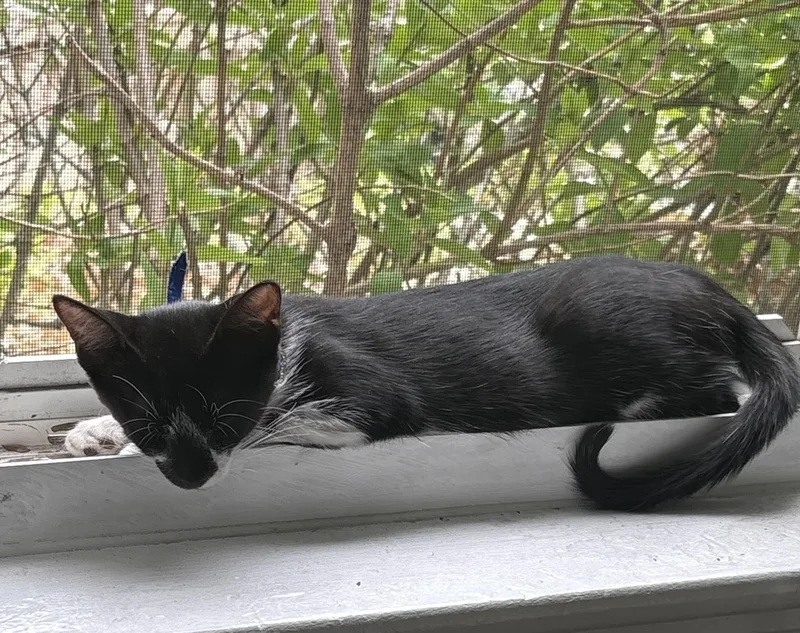 A baby medium-sized female Black & White / Tuxedo Domestic Short Hair cat named Bella for adoption in Dresher, PA