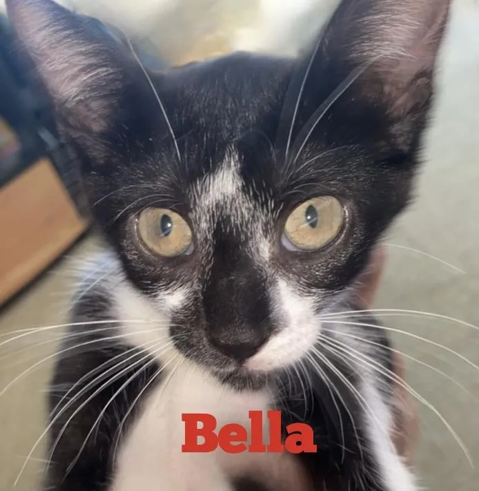 Bella thumbnail 2