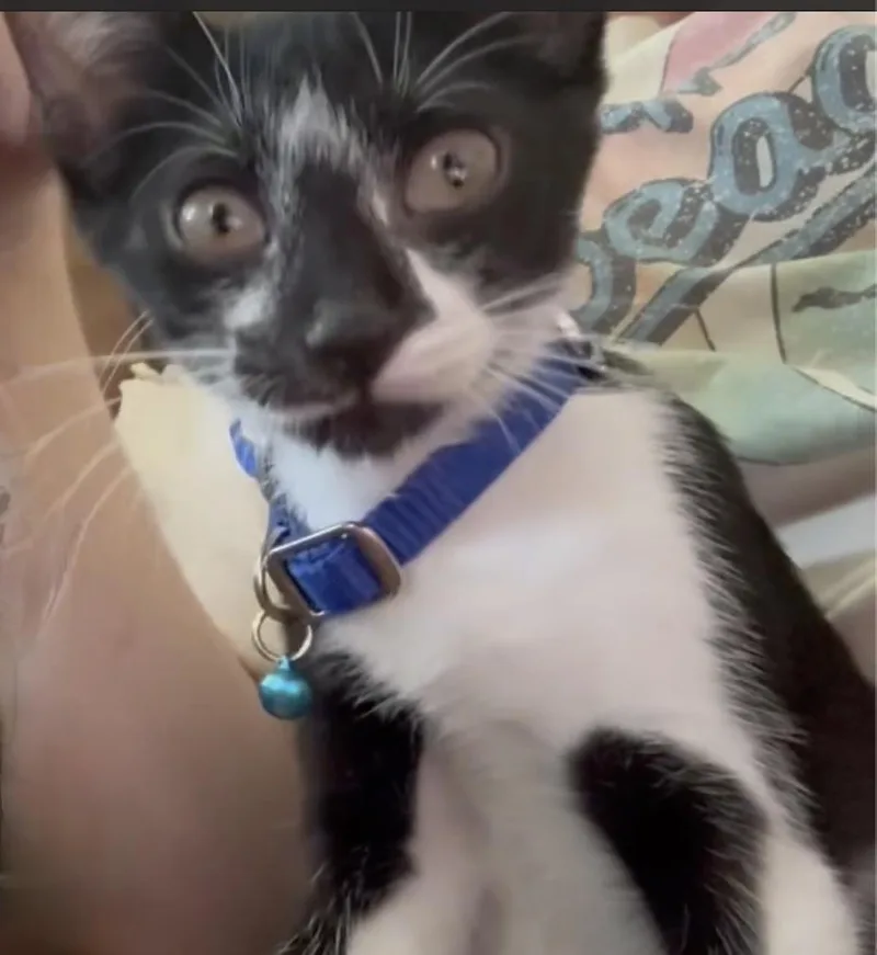 Bella thumbnail 3