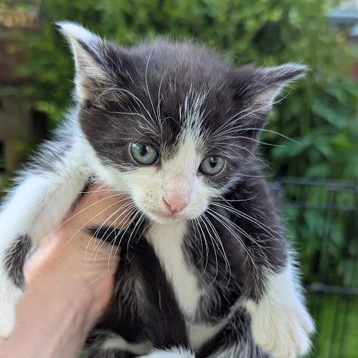 A baby small-sized male Black Domestic Short Hair cat named Stawberry for adoption in Johnstown, PA