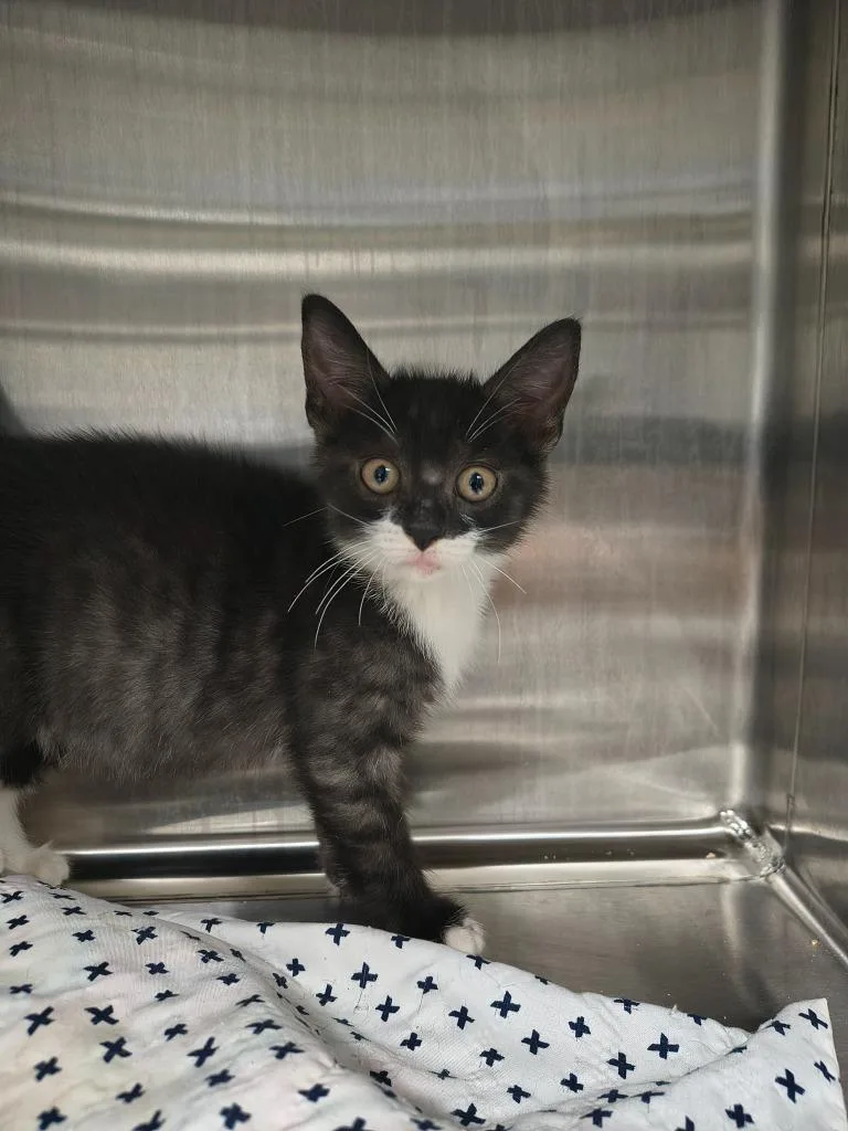 A baby medium-sized male Domestic Short Hair cat named Frog for adoption in Maryville, TN