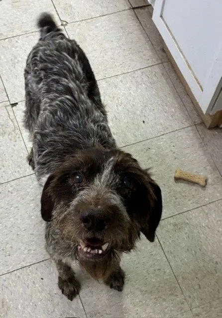 An adult large-sized female Wire Fox Terrier dog named Mila  Older Wirehair for adoption in Mitchell, SD