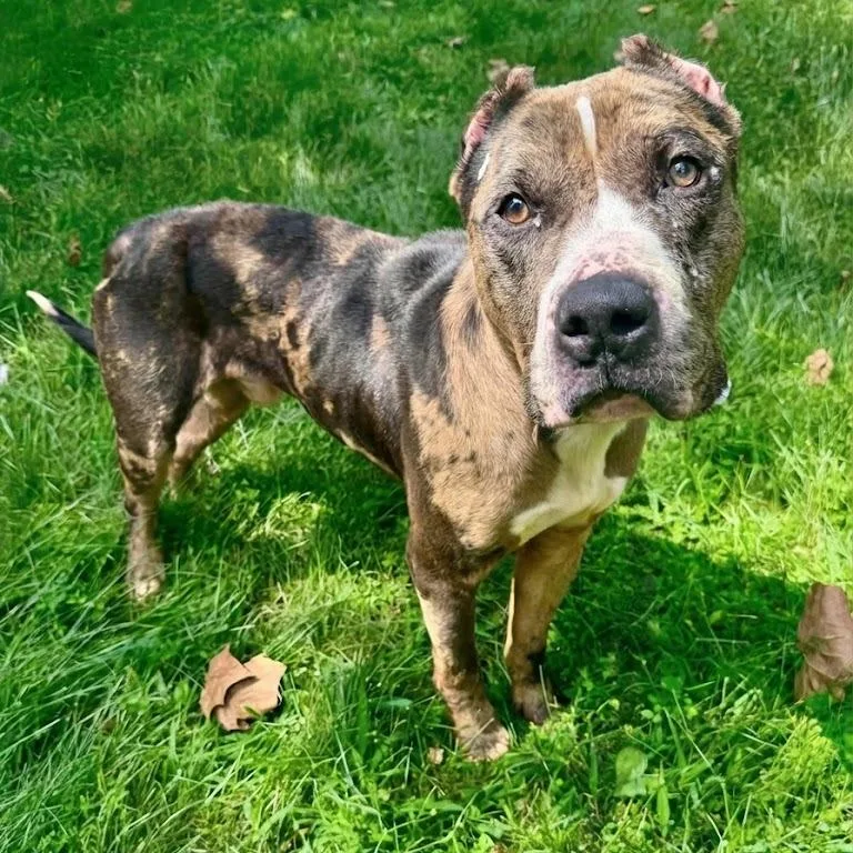 An adult large-sized male Brown / Chocolate Pit Bull Terrier dog named Shabazz for adoption in York, PA