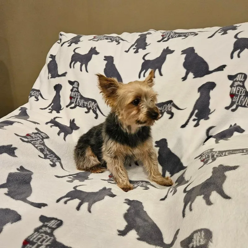 A senior small-sized female Black Yorkshire Terrier dog named Martini for adoption in Jackson, MO
