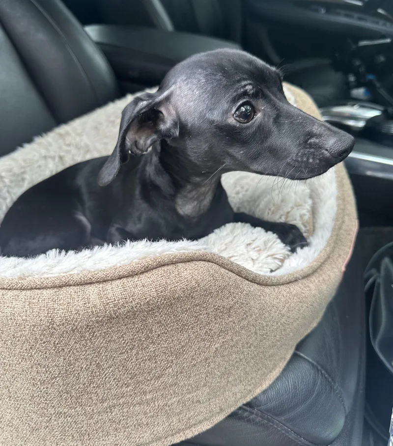 Ragu Magoo thumbnail 2