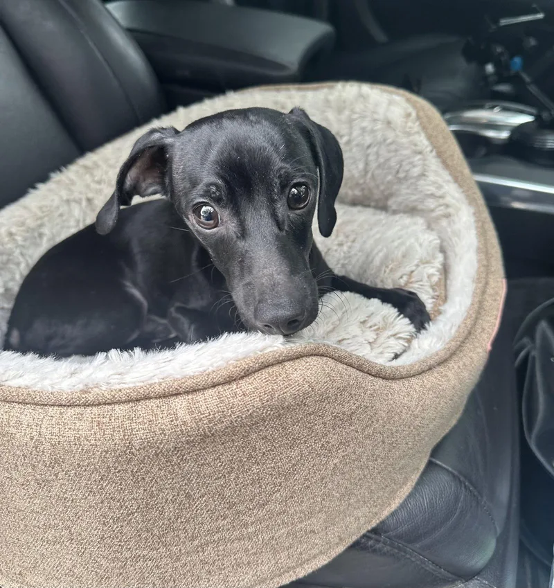 Ragu Magoo thumbnail 3